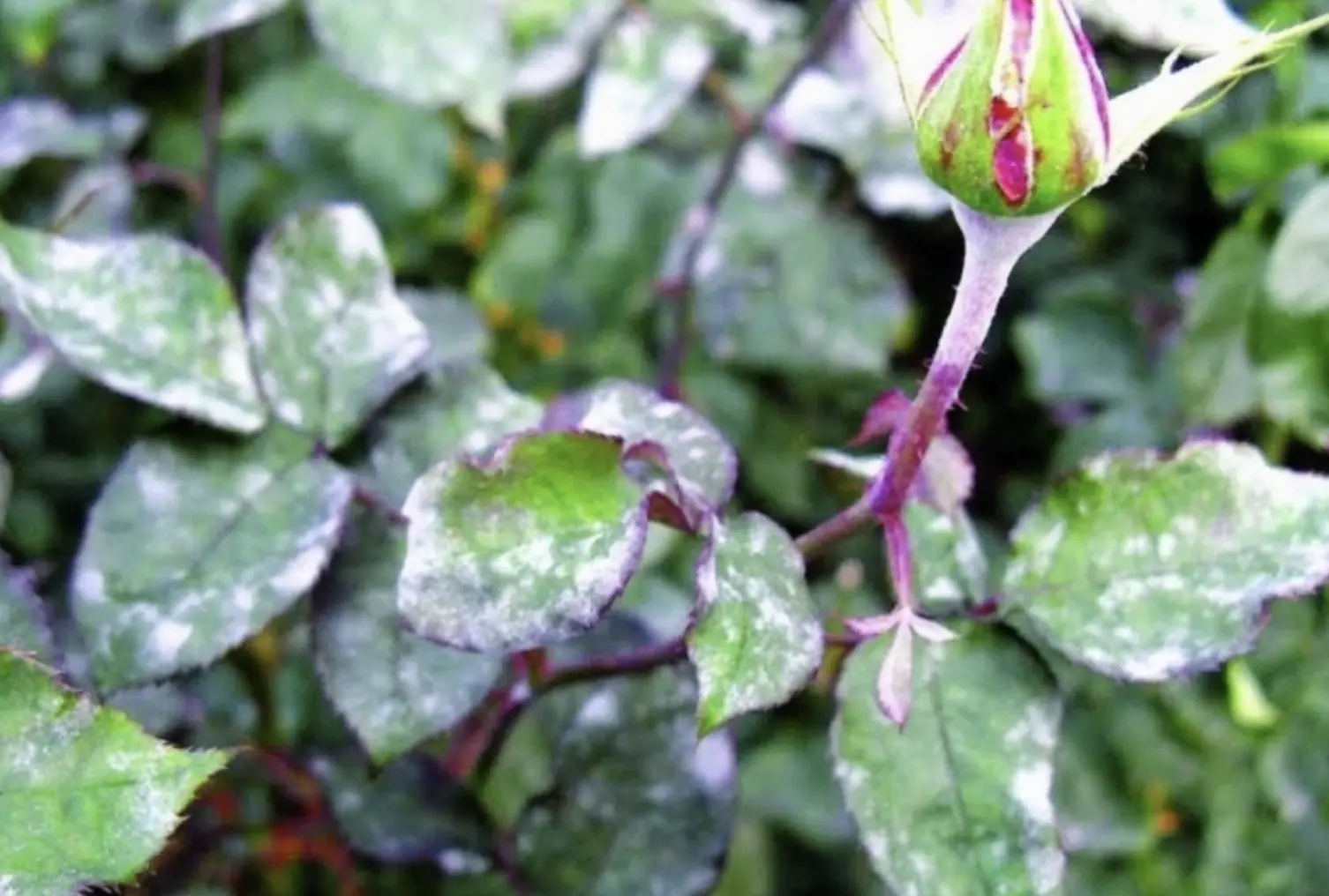 Як позбутися борошнистої роси?