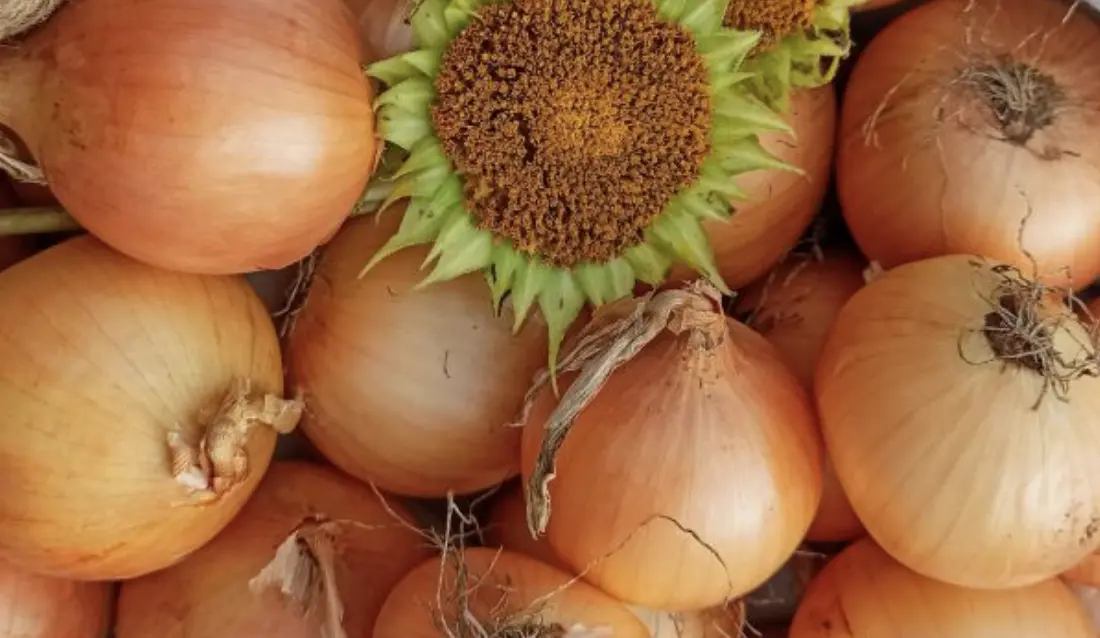 Цибуля ріпчаста: вирощування, догляд і захист від шкідників