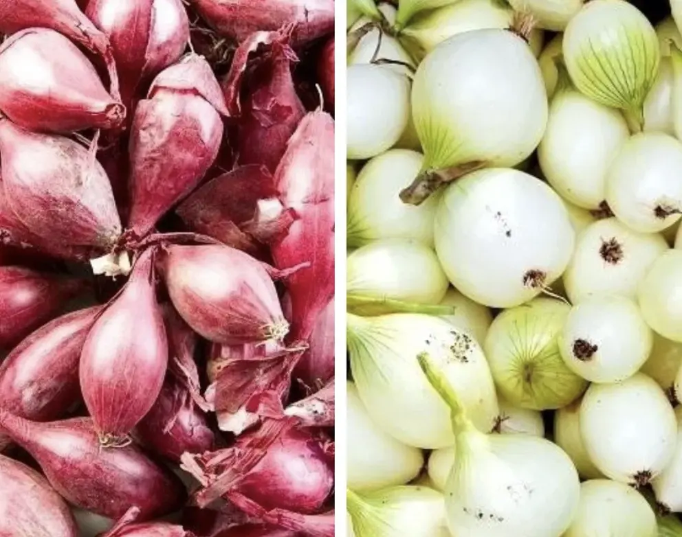 Цибуля ріпчаста: вирощування, догляд і захист від шкідників