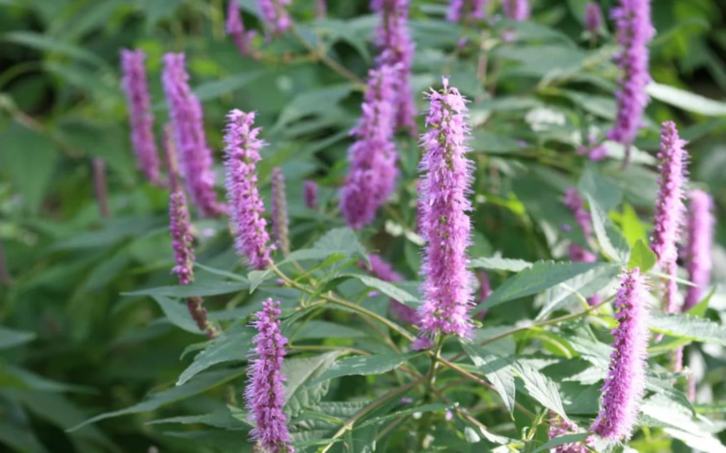 Ельсгольція Патрена — пряна м’ята з Азії у вас вдома