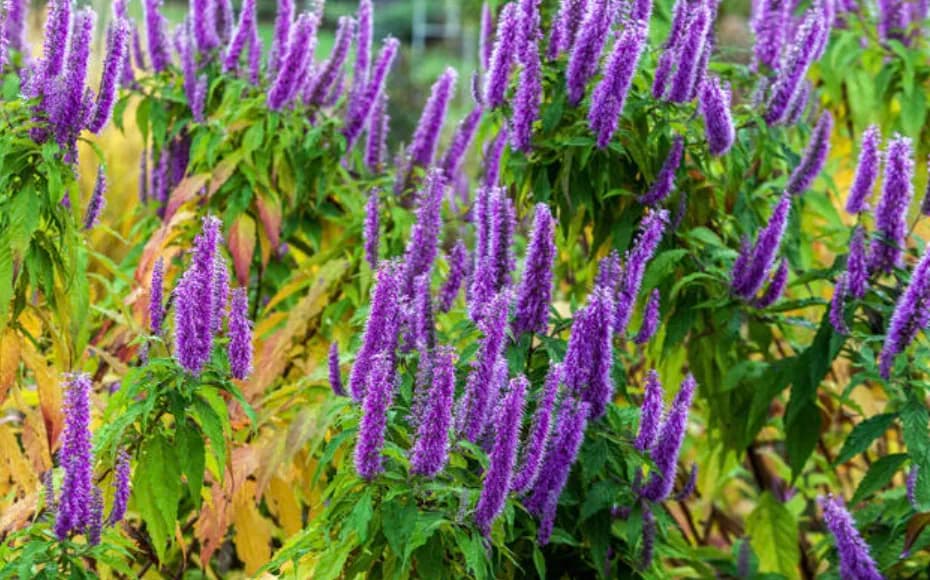 Ельсгольція Патрена — пряна м’ята з Азії у вас вдома 3