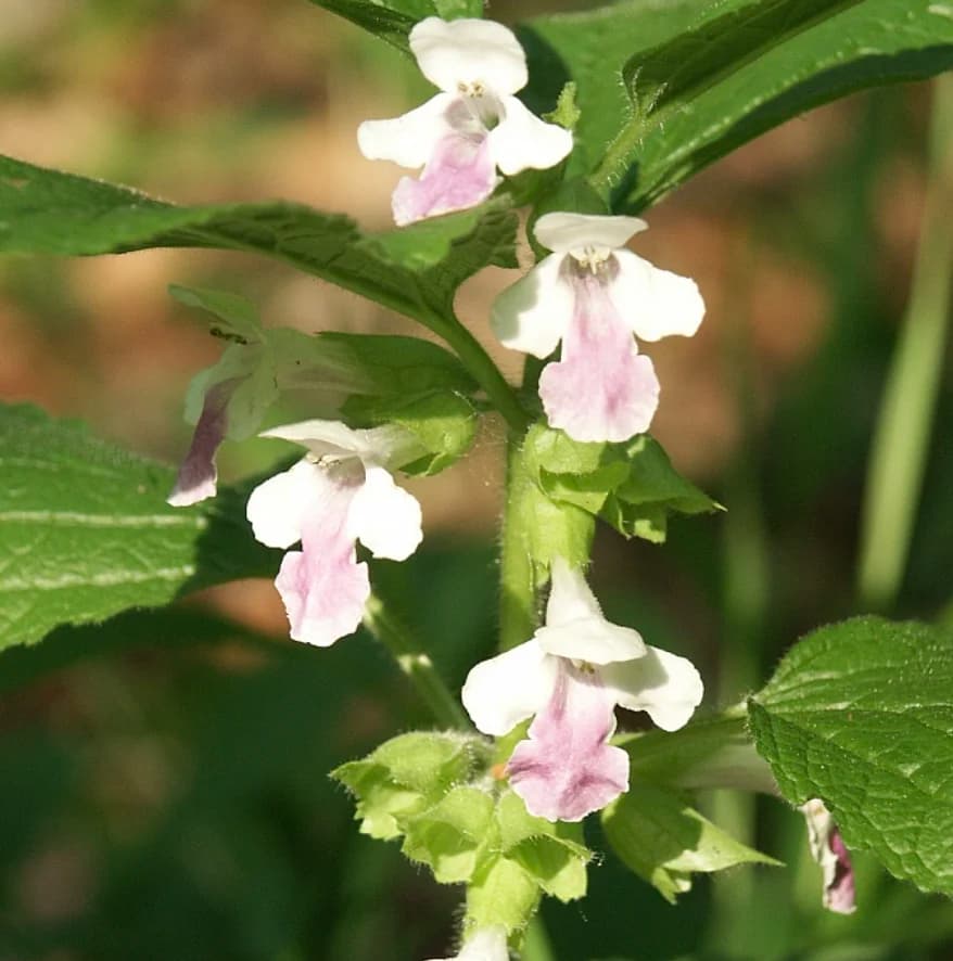 Кадило сарматське: лісовий бальзам у вашому саду