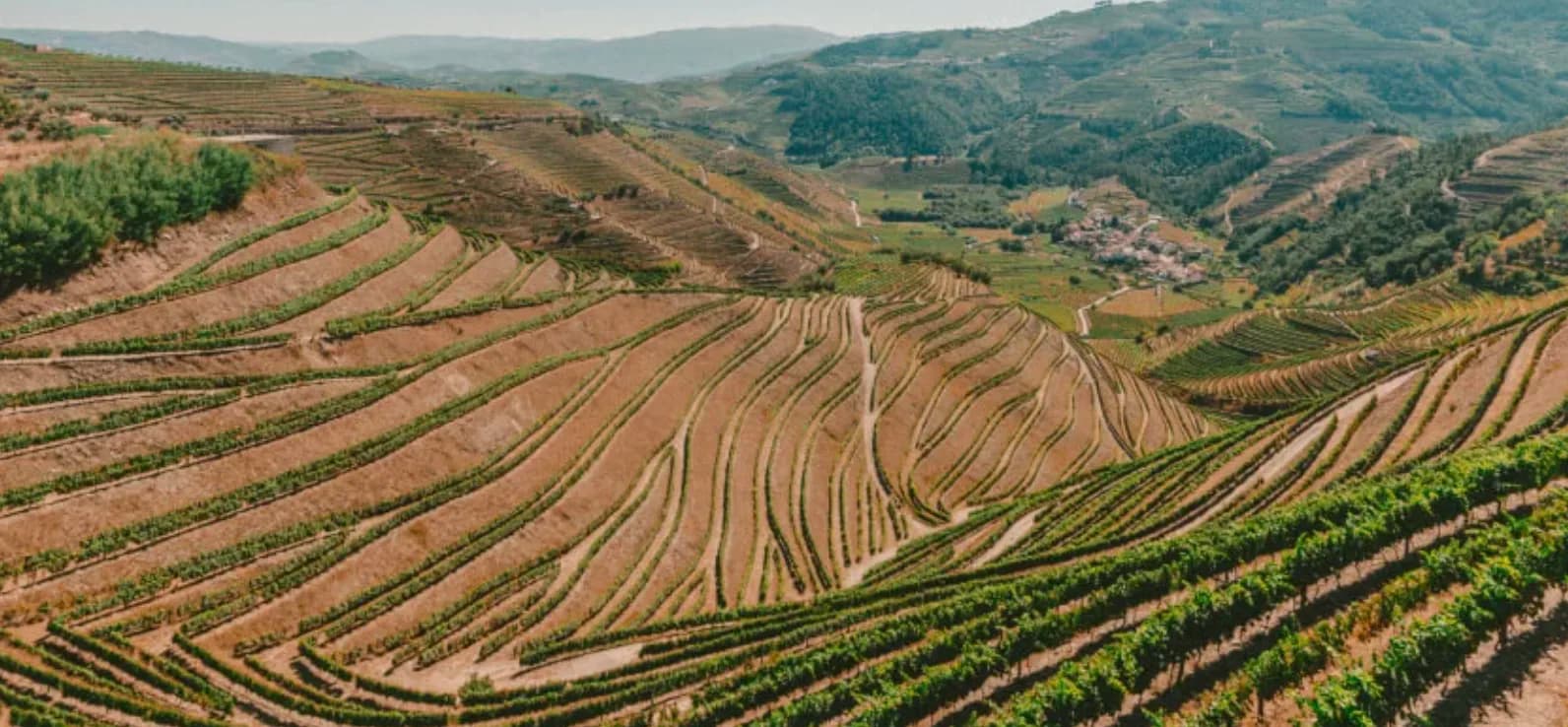 Ґрунти для саду: як визначити тип і підготувати ділянку
