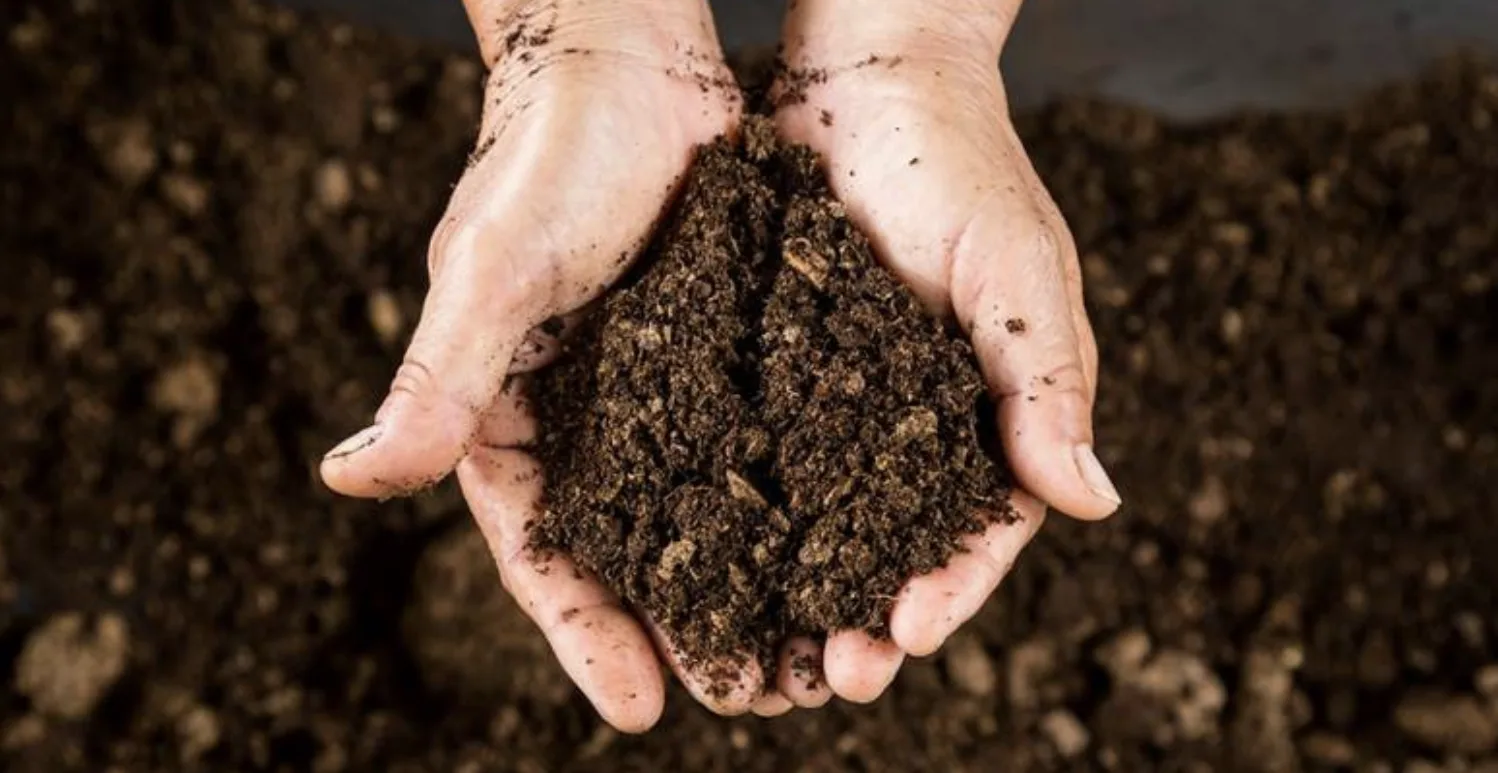 Ґрунти для саду: як визначити тип і підготувати ділянку