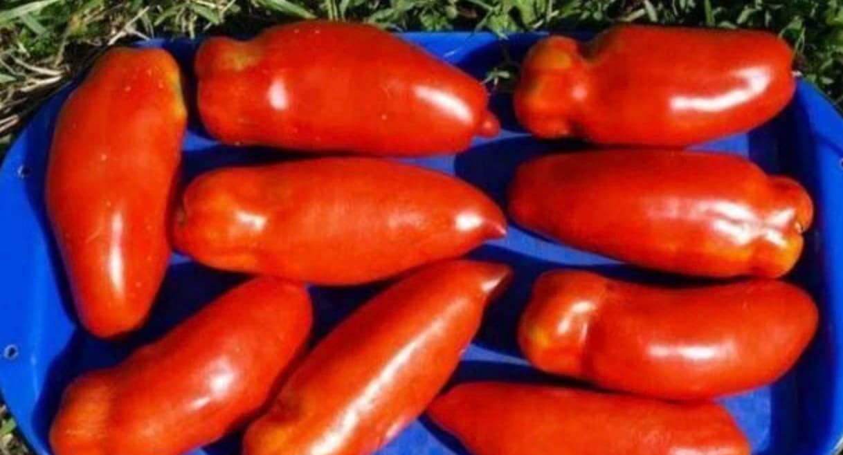 Найкращі сорти помідорів: огляд