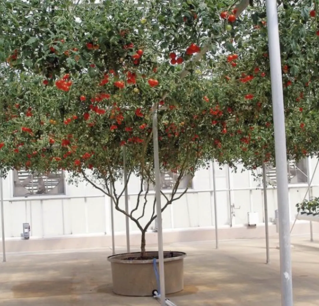 Найкращі сорти помідорів: огляд 3