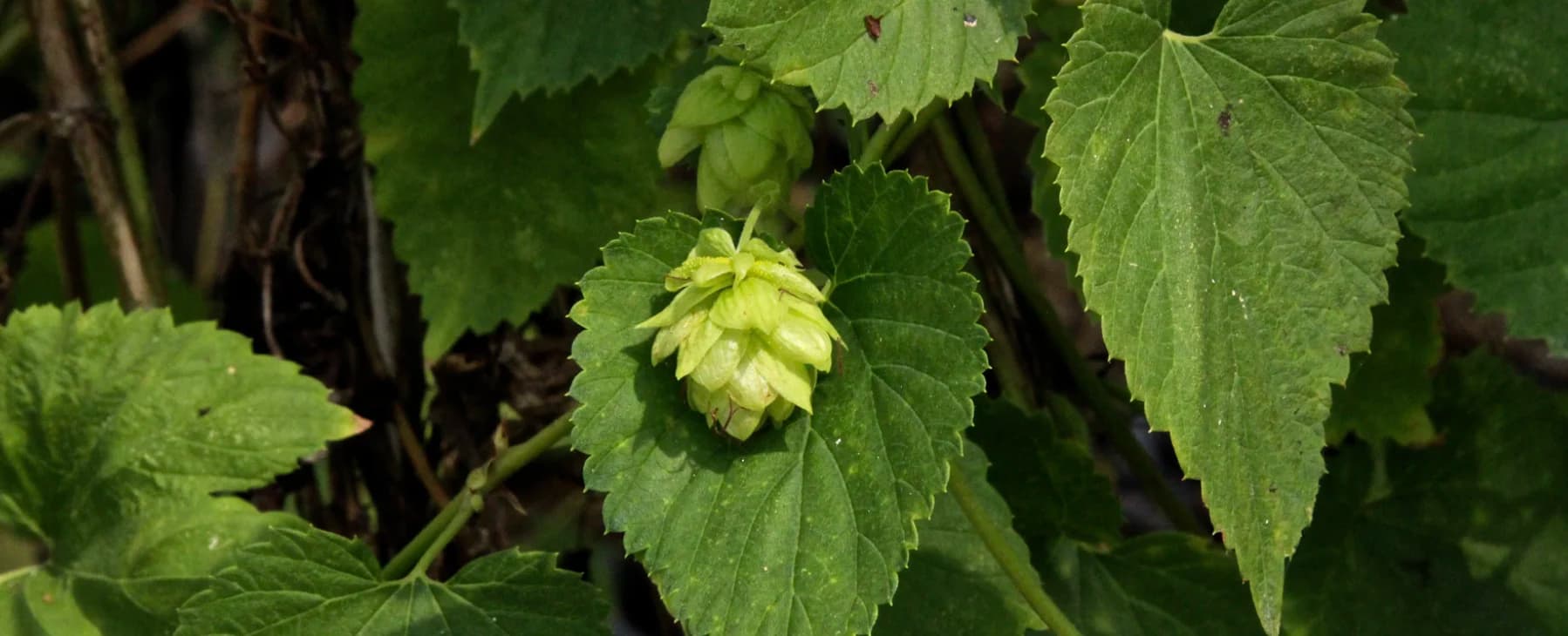 Хміль звичайний: користь, застосування та вирощування