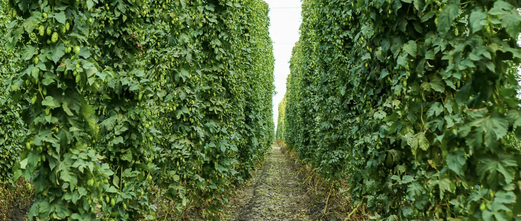 Хміль звичайний: користь, застосування та вирощування