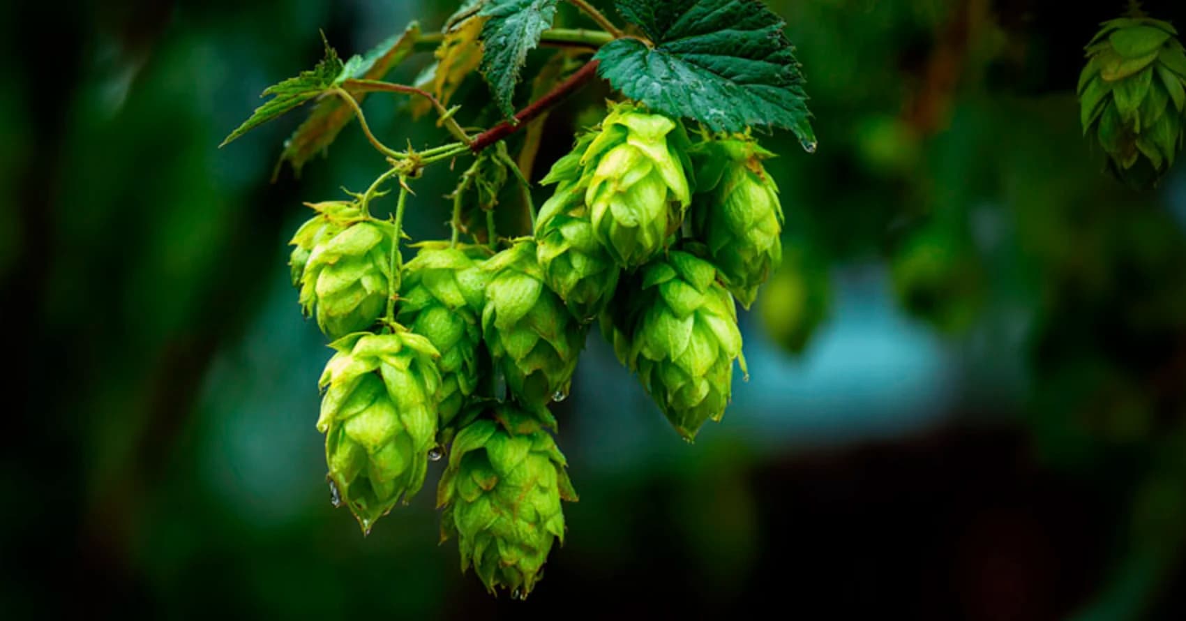 Хміль звичайний: користь, застосування та вирощування 3
