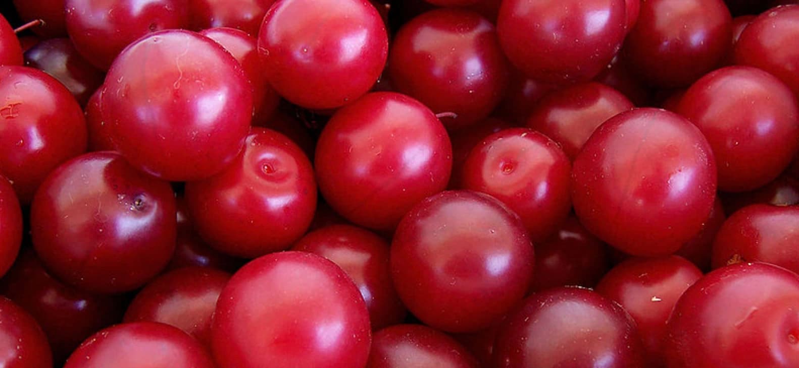 Алича: посадка, догляд, сорти та щеплення