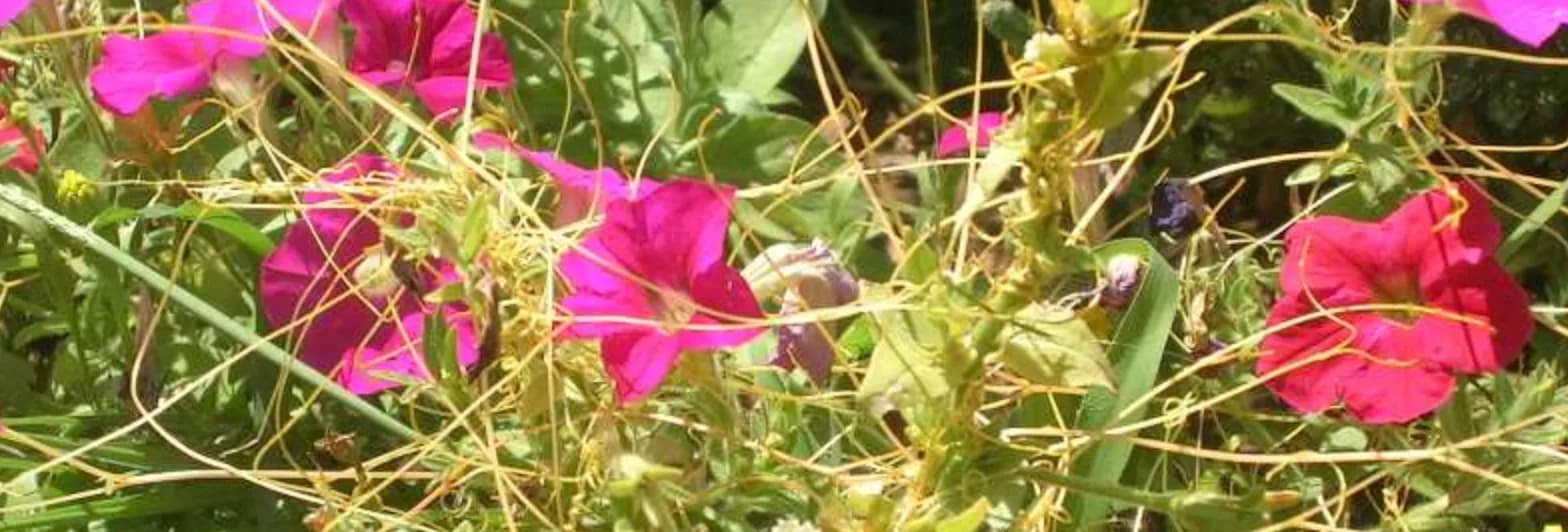 Повитиця — небезпечний паразит: як розпізнати та знищити?