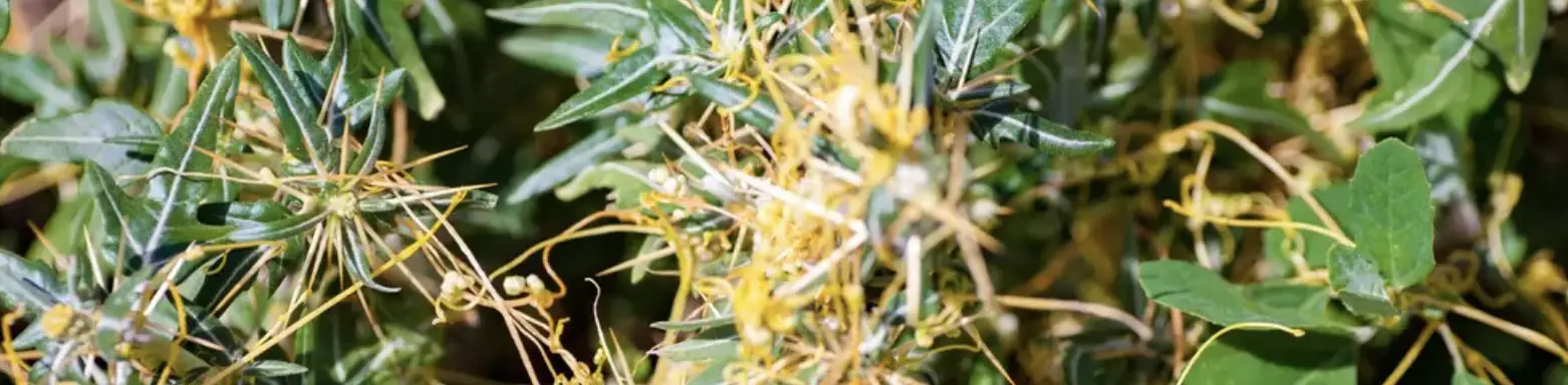 Повитиця — небезпечний паразит: як розпізнати та знищити?