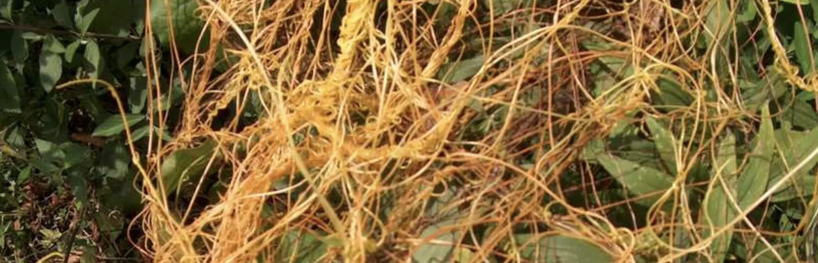 Повитиця — небезпечний паразит: як розпізнати та знищити?