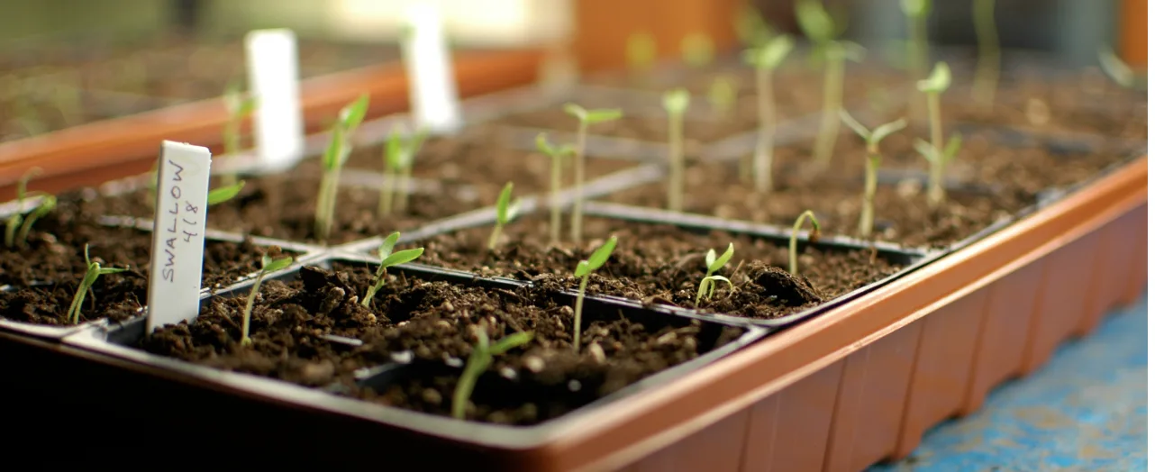 Як правильно висаджувати розсаду томатів: підготовка ґрунту, загартування та висадка