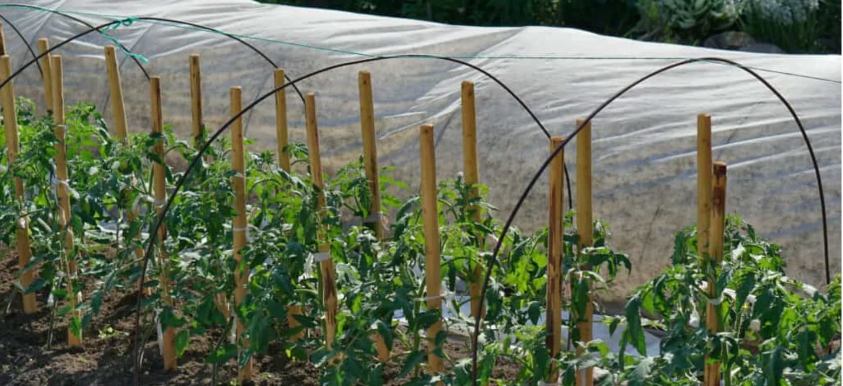 Як правильно висаджувати розсаду томатів: підготовка ґрунту, загартування та висадка