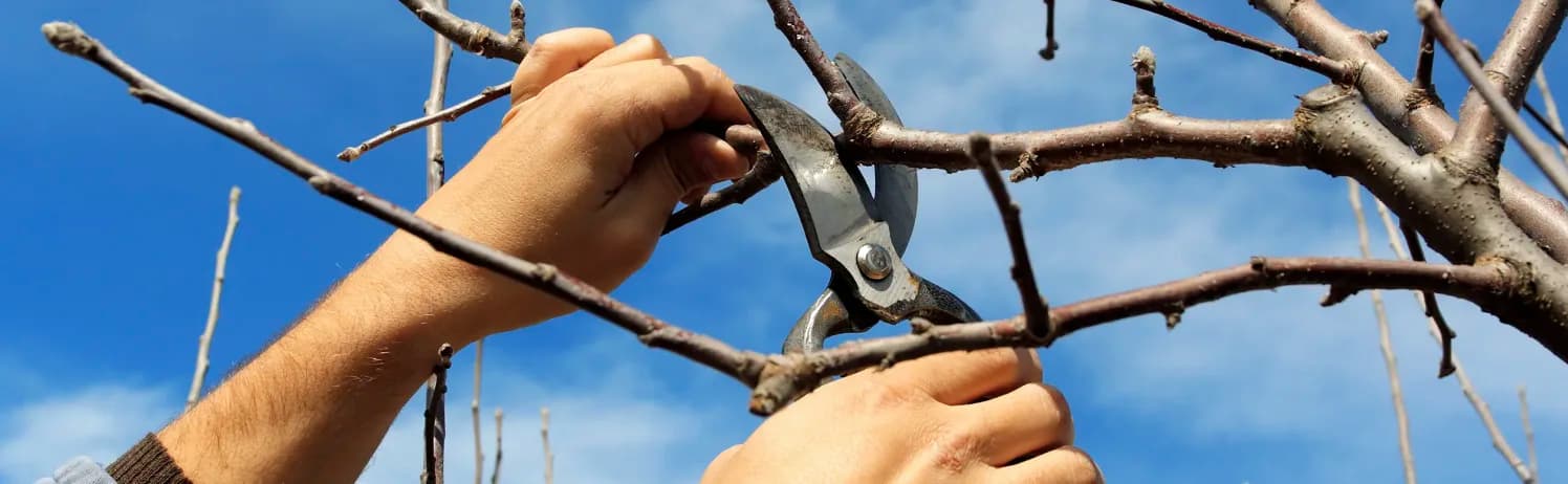 Обрізка плодових дерев: усі прийоми для омолодження та хорошого врожаю