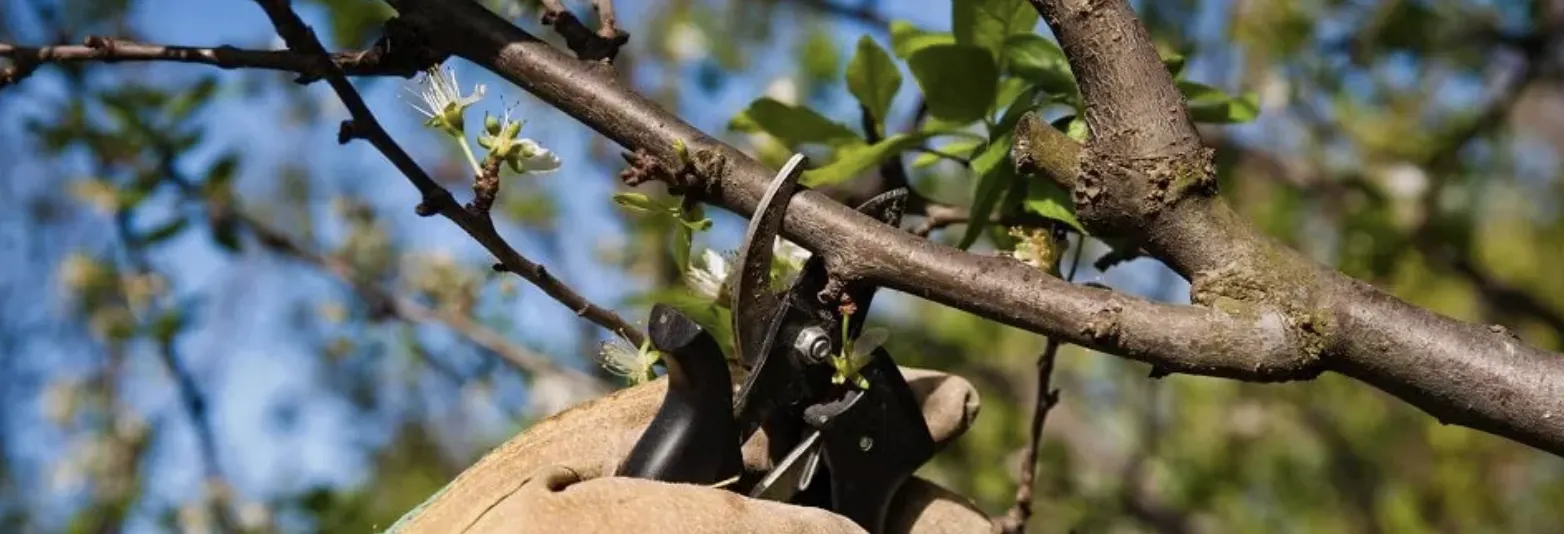 Обрізка плодових дерев: усі прийоми для омолодження та хорошого врожаю