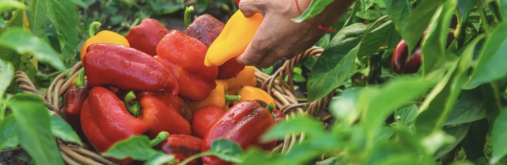 Болгарський перець: вирощування, догляд, сорти та захист від хвороб