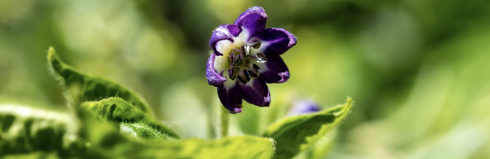 Болгарський перець: вирощування, догляд, сорти та захист від хвороб