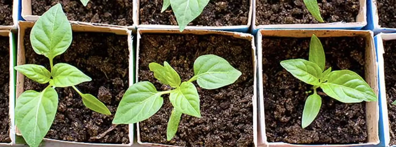 Болгарський перець: вирощування, догляд, сорти та захист від хвороб 3