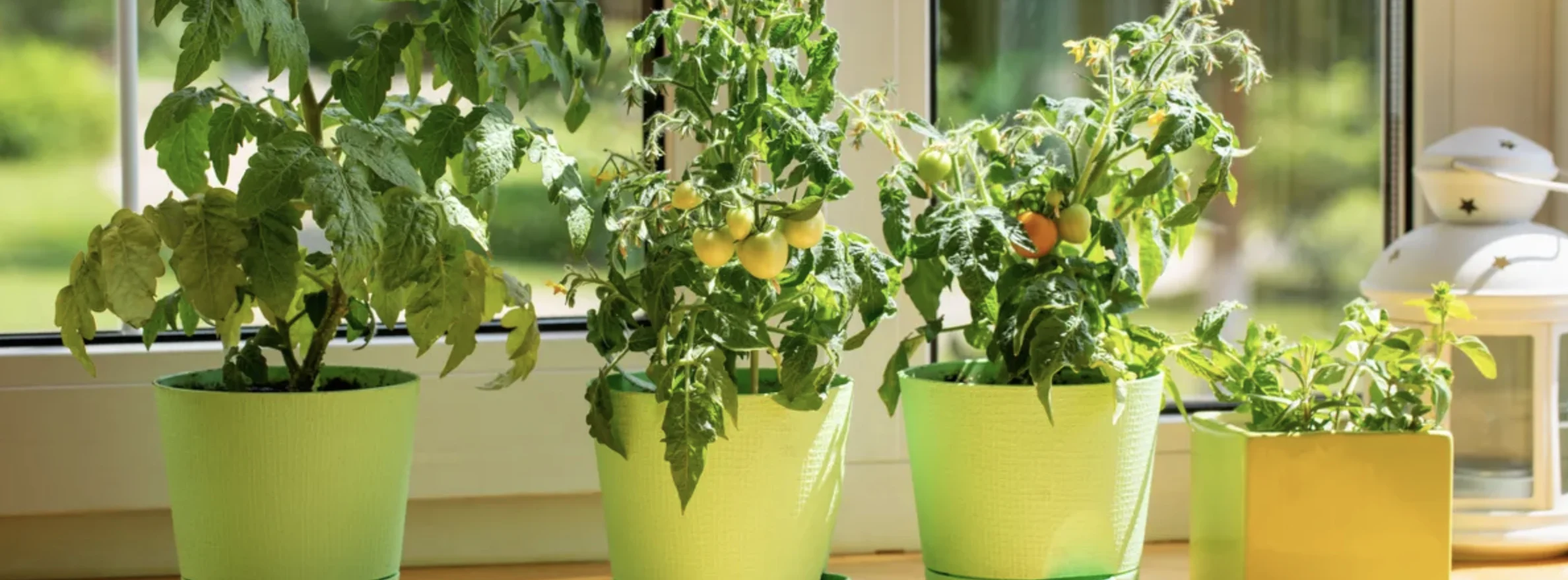 Томати на підвіконні: як виростити помідори вдома від насіння до врожаю