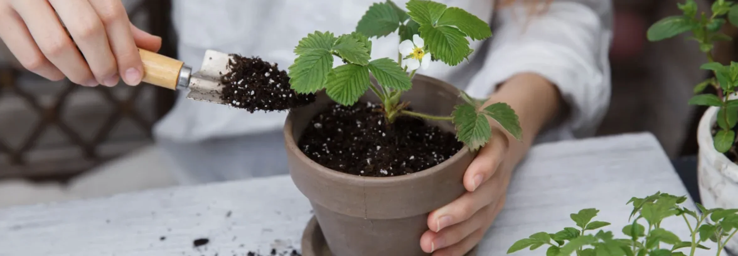 Томати на підвіконні: як виростити помідори вдома від насіння до врожаю