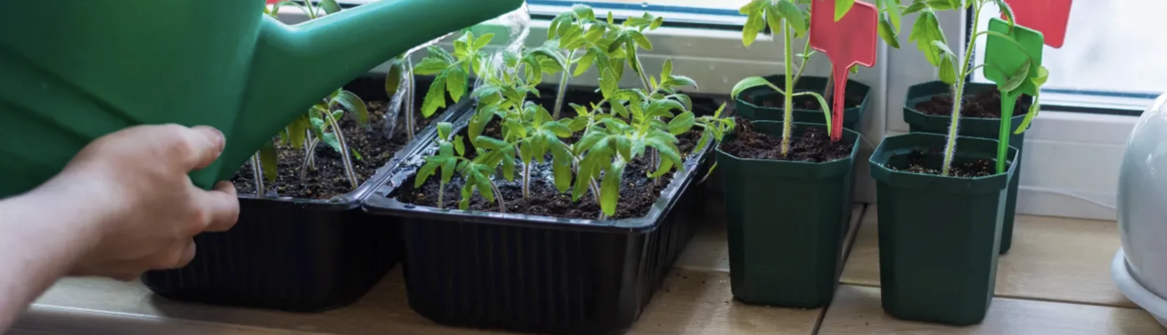 Томати на підвіконні: як виростити помідори вдома від насіння до врожаю