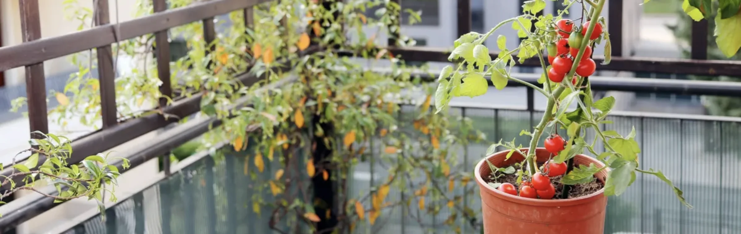 Томати на підвіконні: як виростити помідори вдома від насіння до врожаю 3