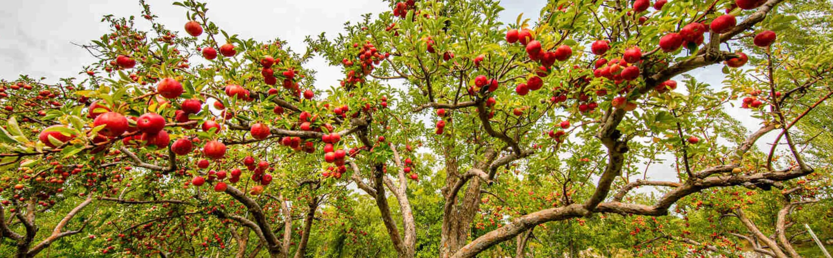 Дерево-сад: кілька сортів на одному дереві — ідея для маленької ділянки