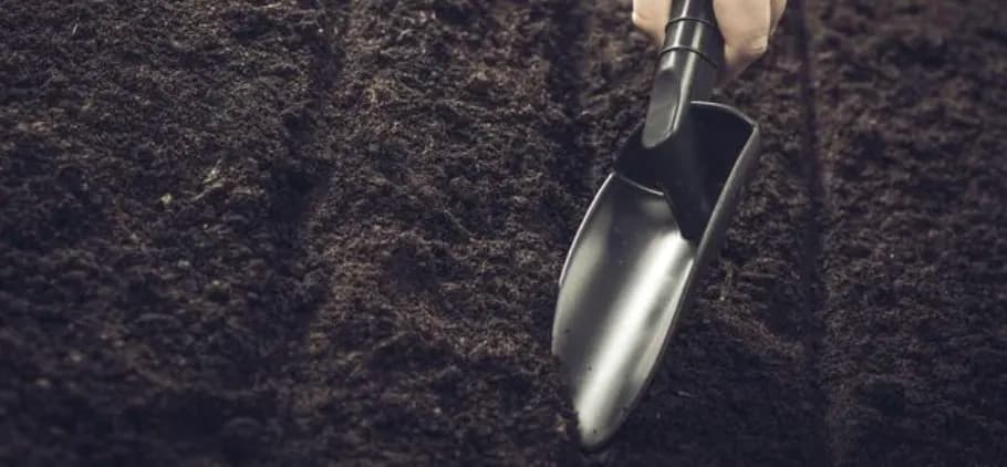 Терміни посіву овочів у відкритий ґрунт: календар, температура і освітлення