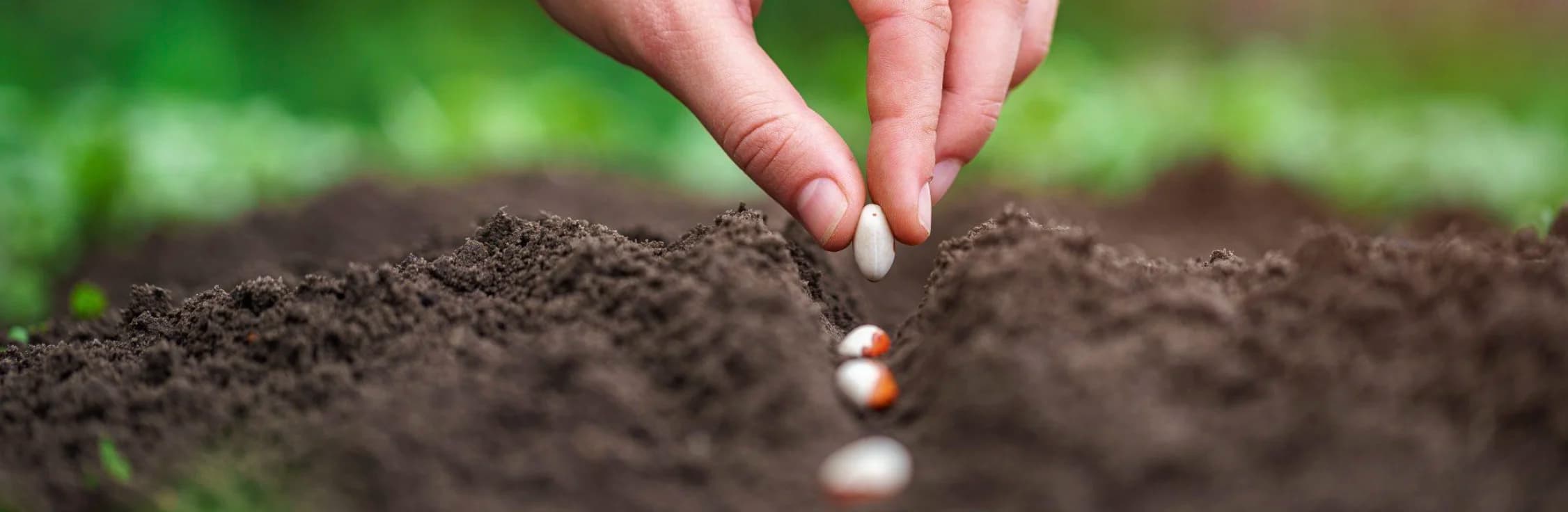 Терміни посіву овочів у відкритий ґрунт: календар, температура і освітлення