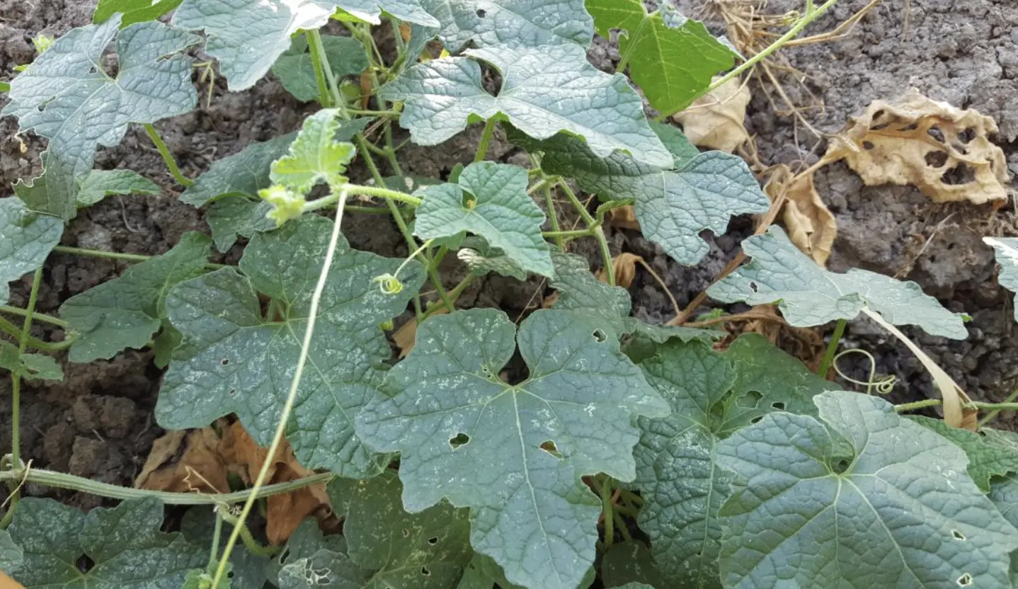 Як позбутися борошнистої роси?