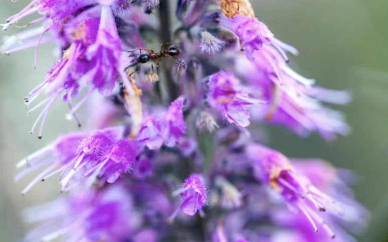 Ельсгольція Патрена — пряна м’ята з Азії у вас вдома