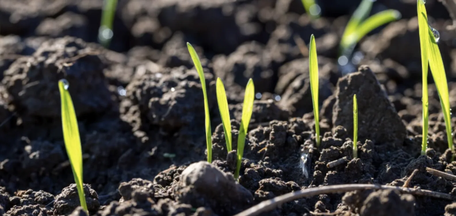 Ґрунти для саду: як визначити тип і підготувати ділянку