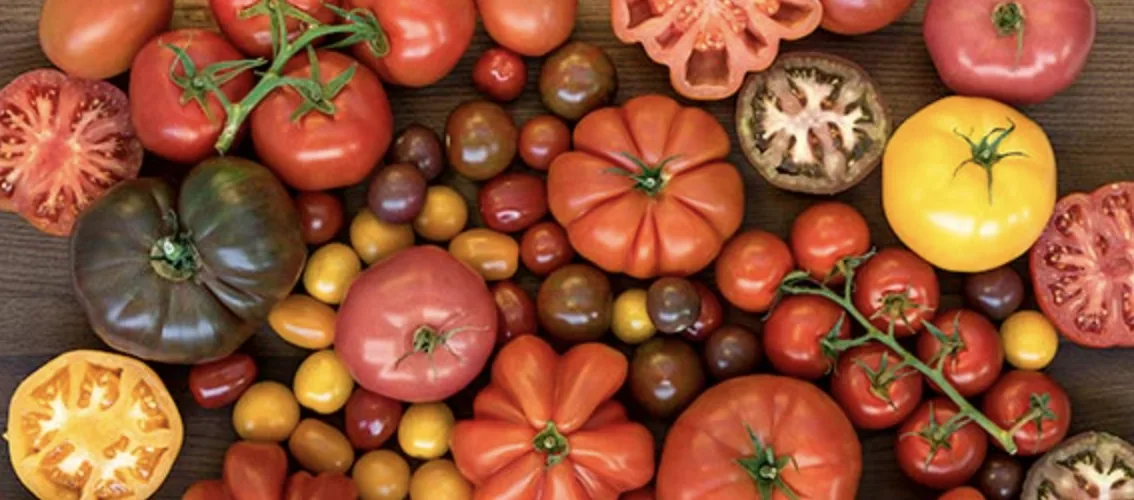 Найкращі сорти помідорів: огляд