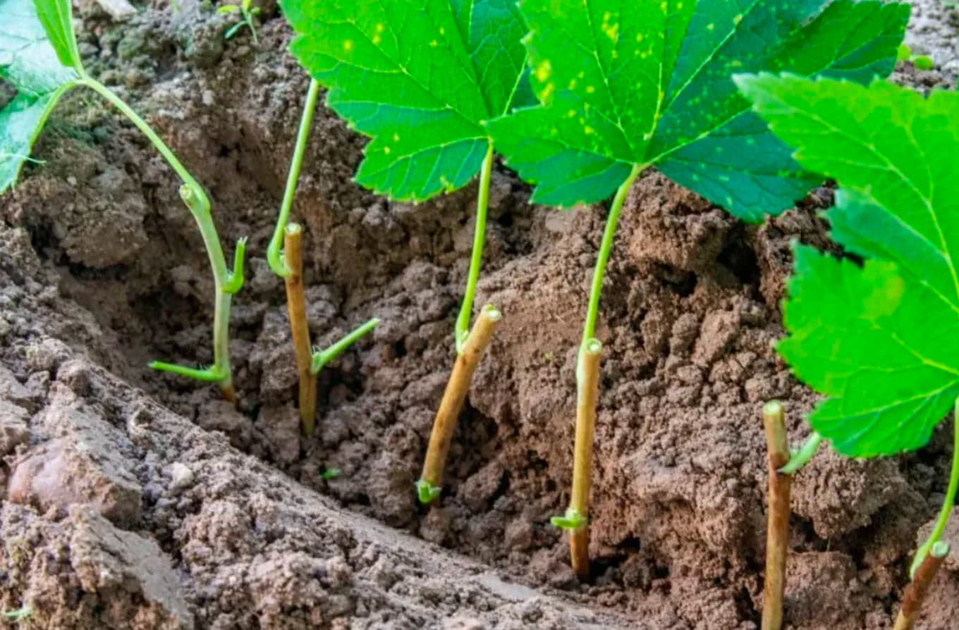 Що робити в саду і городі у квітні: повний календар робіт