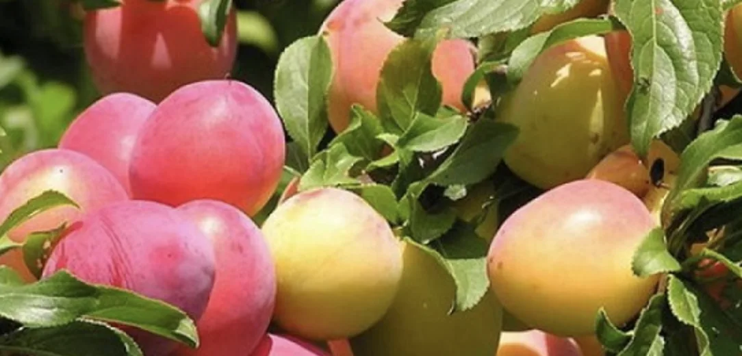 Алича: посадка, догляд, сорти та щеплення