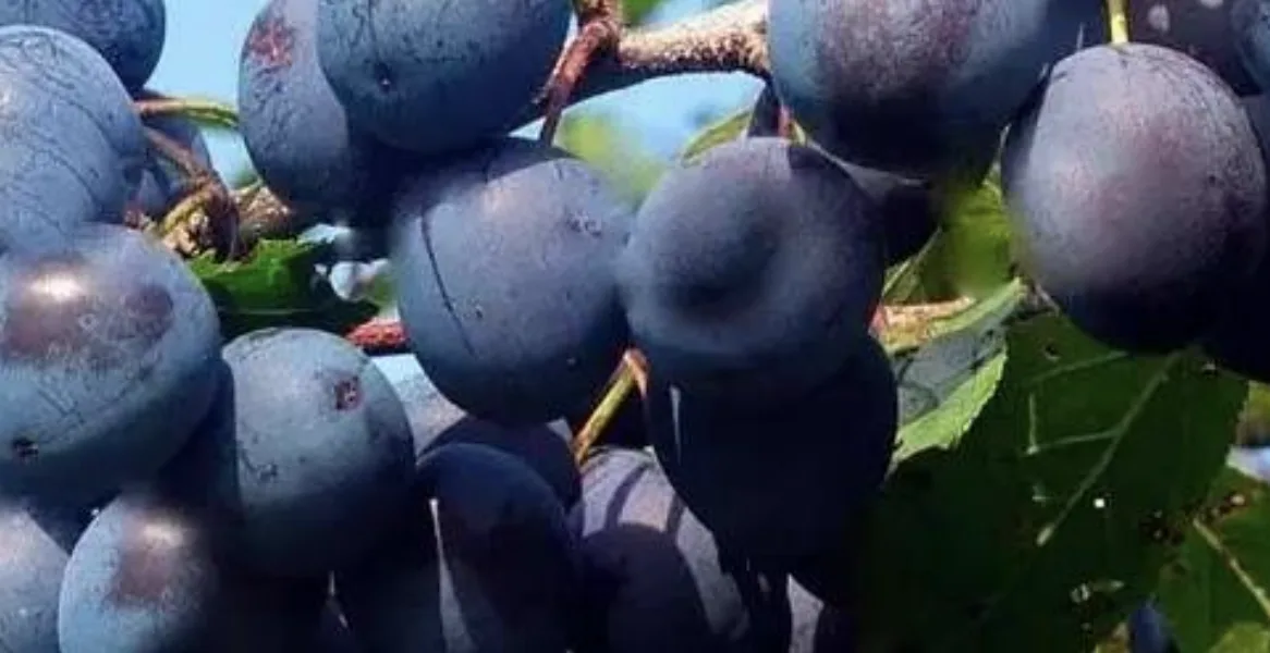 Алича: посадка, догляд, сорти та щеплення