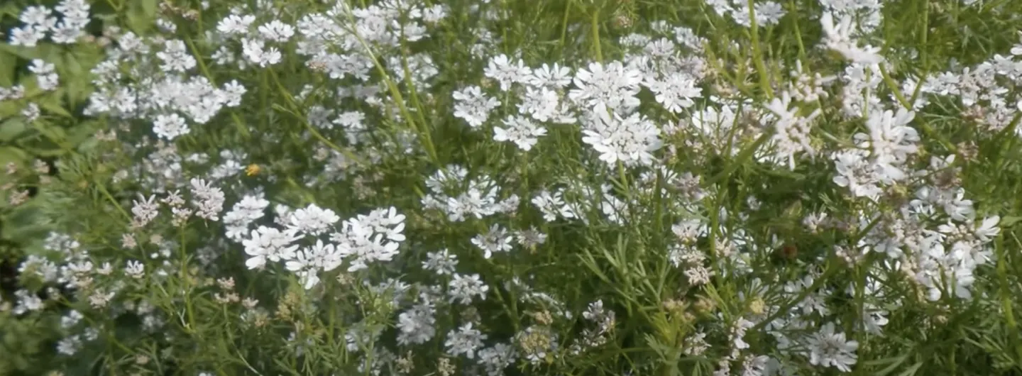 Коріандр (кінза): як виростити, де використовувати і чим корисний