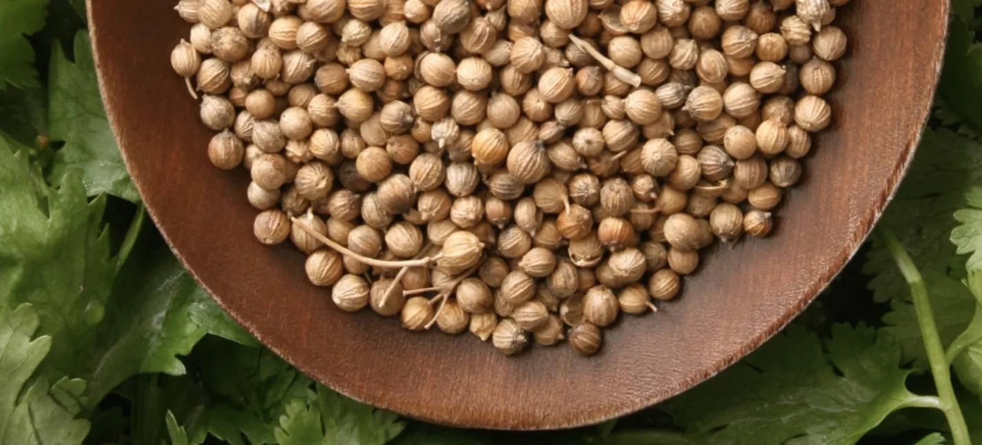 Коріандр (кінза): як виростити, де використовувати і чим корисний