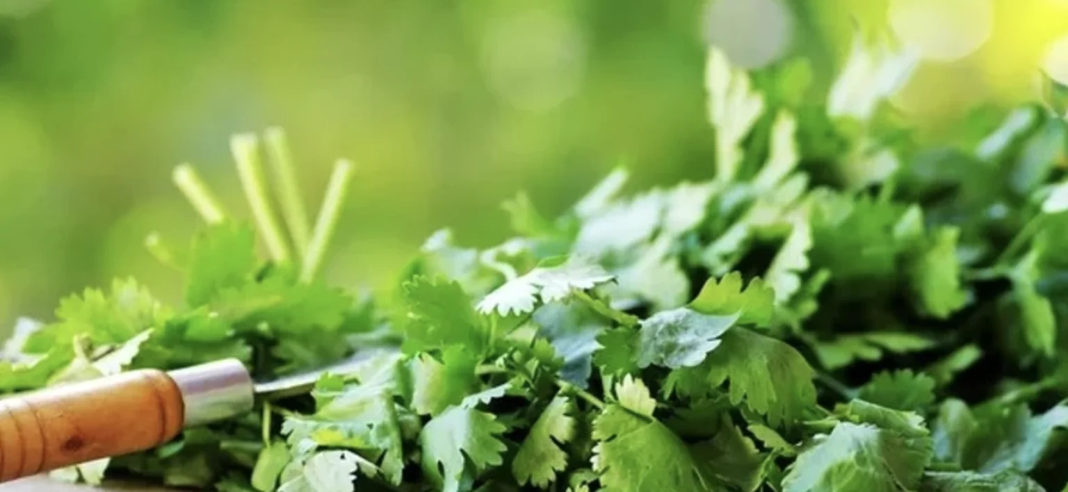 Коріандр (кінза): як виростити, де використовувати і чим корисний