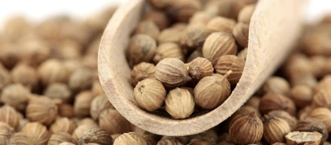 Коріандр (кінза): як виростити, де використовувати і чим корисний 3