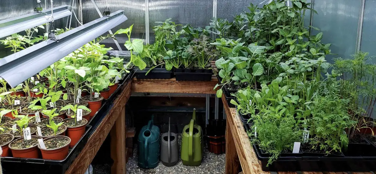 Як використовувати теплицю максимально ефективно: планування, зонування та сумісність культур