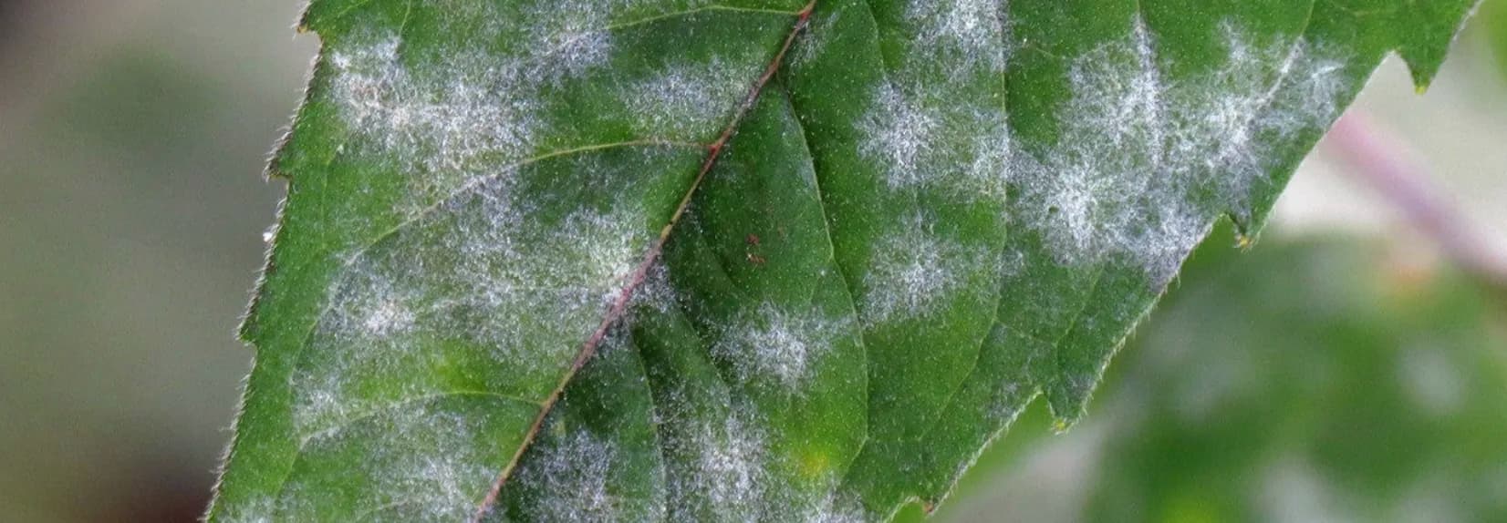 Бактеріальні інфекції яблуні: симптоми, лікування та профілактика