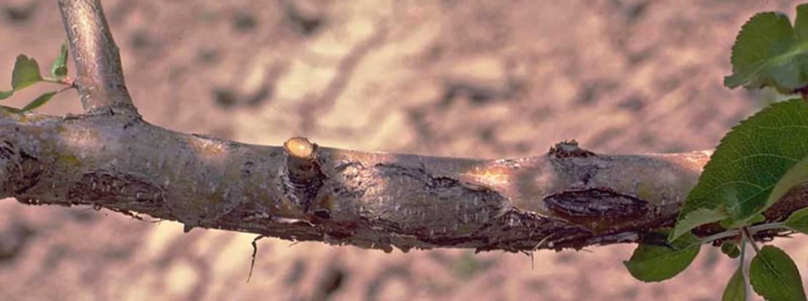 Бактеріальні інфекції яблуні: симптоми, лікування та профілактика