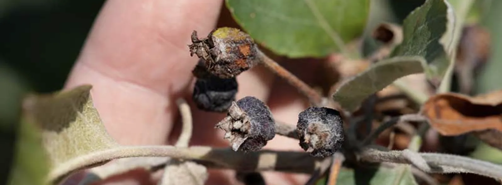 Бактеріальні інфекції яблуні: симптоми, лікування та профілактика