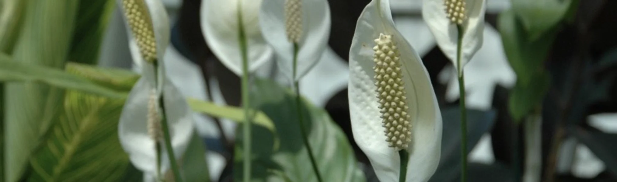 Спатифілум: догляд, розмноження, сорти