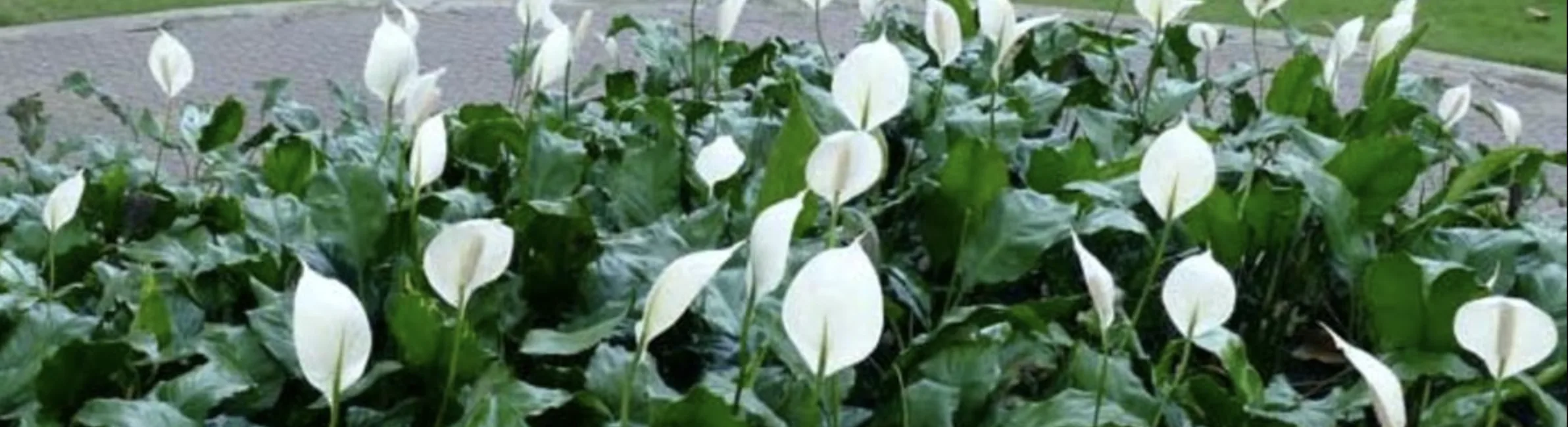 Спатифілум: догляд, розмноження, сорти