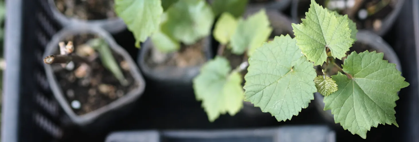 Вегетативне розмноження винограду: живці, відводки та зелені пагони