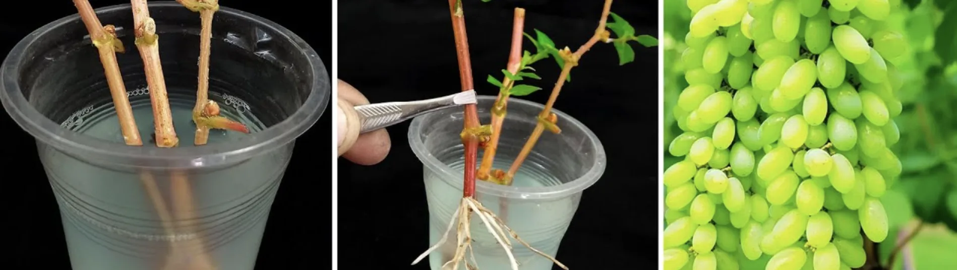 Вегетативне розмноження винограду: живці, відводки та зелені пагони